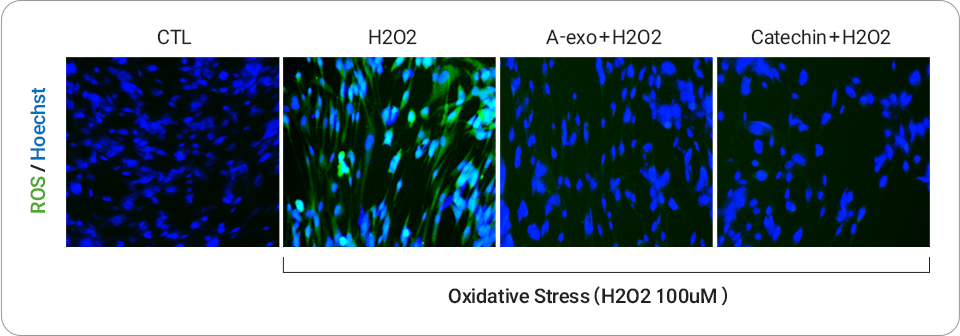 세포 항산화 테스트