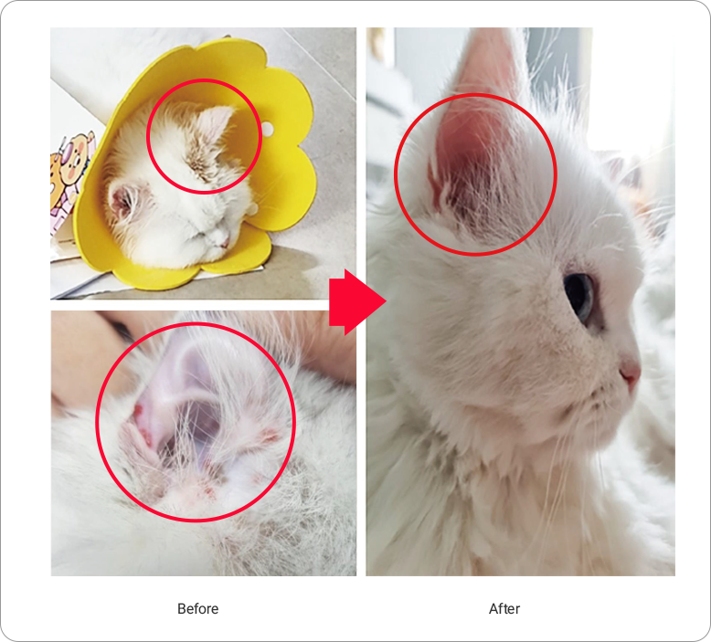 반려동물 Exosome 사용 전