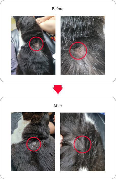 반려동물 Exosome 사용 후