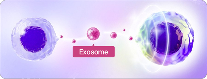 엑소좀 이미지