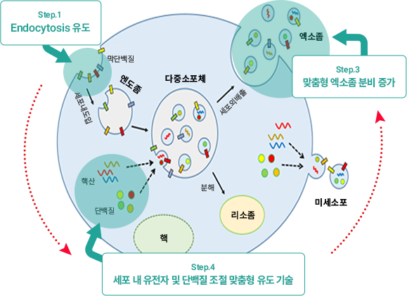 엑소좀 분비 메커니즘 - Endocytosis&Exocytosis