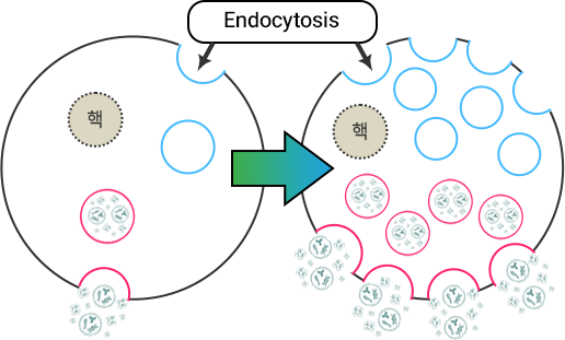 Endocytosis
