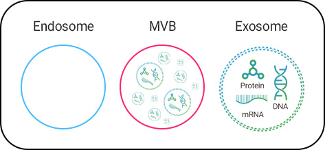 Endosome mvb exosome